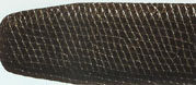 Java Lizard.jpg (12705 bytes)