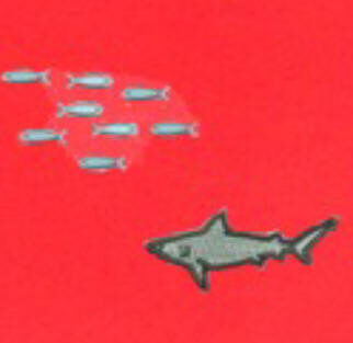 sharkminnows