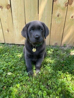 Brody2